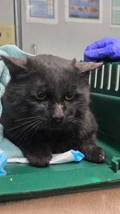 Disney - Domestic Shorthair,Mix cat available for adoption at Toronto Humane Society in Toronto