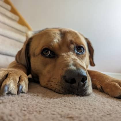 Rogers - Shepherd,Mix available for adoption
