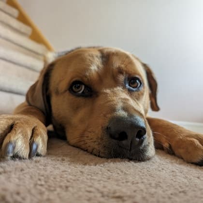 Rogers - Shepherd,Mix available for adoption
