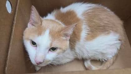 Leo - Domestic Shorthair,Mix cat available for adoption at Toronto Humane Society in Toronto