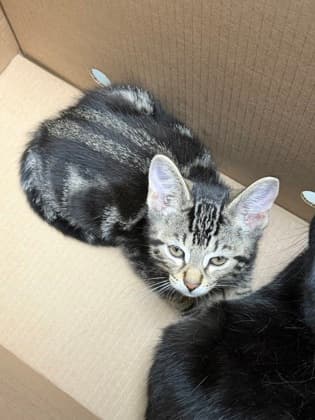Kyle - Domestic Shorthair,Mix cat available for adoption at Toronto Humane Society in Toronto