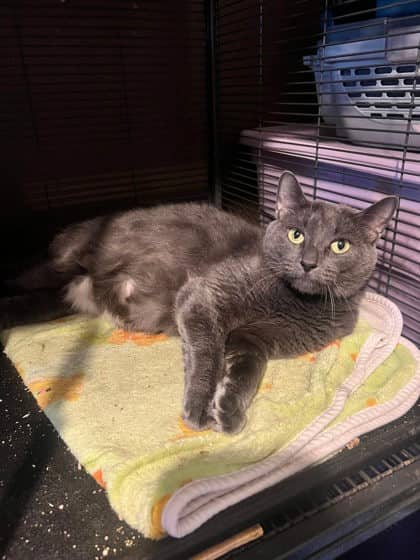 Kimchi - Domestic Shorthair,Mix cat available for adoption at Toronto Humane Society in Toronto