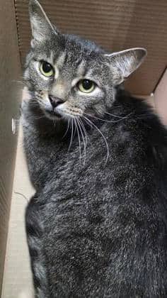 Major - Domestic Shorthair,Mix available for adoption
