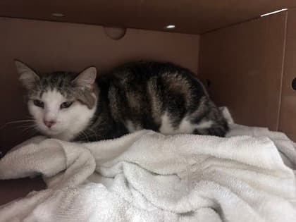 Buttons - Domestic Shorthair,Mix cat available for adoption at Toronto Humane Society in Toronto