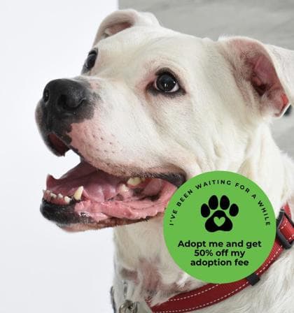 Emjay - Mixed Breed, Large (over 44 lbs fully grown),Mix available for adoption in Calgary