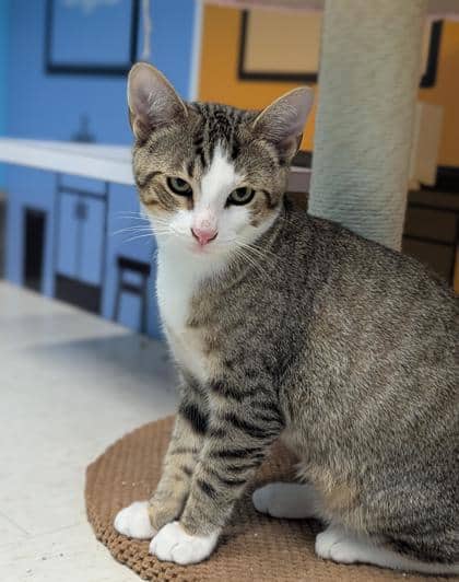 Jace - Domestic Shorthair,Mix cat available for adoption at Toronto Humane Society in Toronto