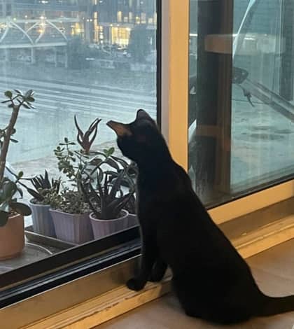 Gaba - Domestic Medium Hair,Mix cat available for adoption in Ontario
