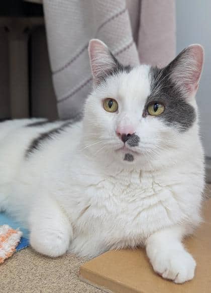 Xam - Domestic Shorthair,Mix available for adoption