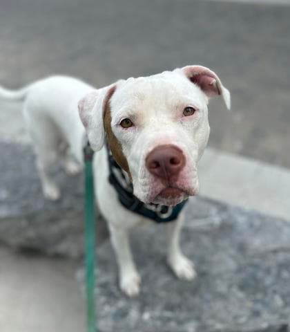 Arnold - Mixed Breed, Medium (up to 44 lbs fully grown),Mix available for adoption in Ontario