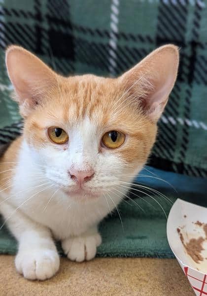 Booboo - Domestic Medium Hair,Mix cat available for adoption at Toronto Humane Society in Toronto
