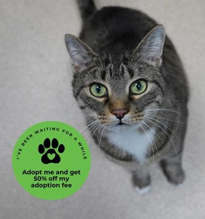 Madrid - Domestic Shorthair,Mix cat available for adoption in Calgary