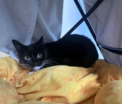Miko - Domestic Shorthair,Mix available for adoption