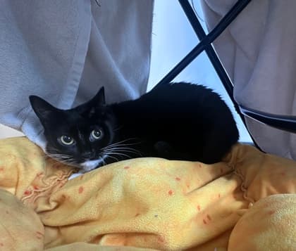 Miko - Domestic Shorthair,Mix cat available for adoption at Toronto Humane Society in Toronto