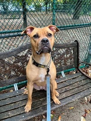 Nasa - Mixed Breed available for adoption in Ontario