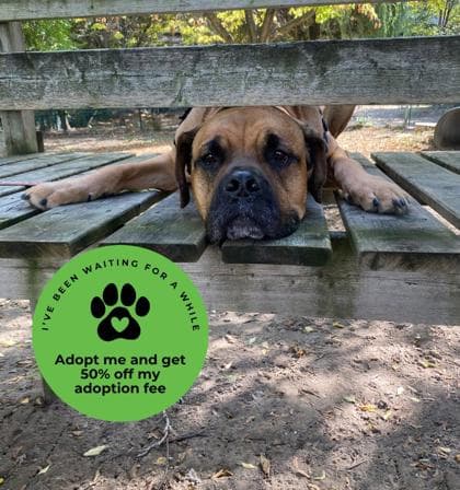 HK - Mixed Breed, Large (over 44 lbs fully grown),Mix available for adoption in Calgary