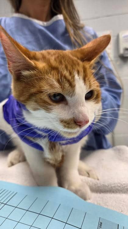 Woody - Domestic Shorthair,Mix cat available for adoption at Toronto Humane Society in Toronto