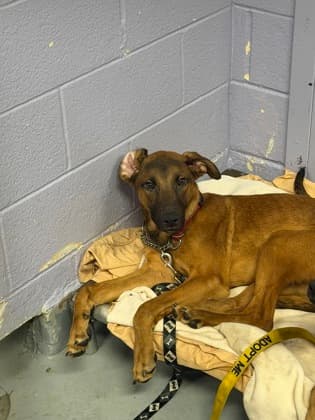 Jacob - Mixed Breed, Large (over 44 lbs fully grown),Mix available for adoption in Calgary