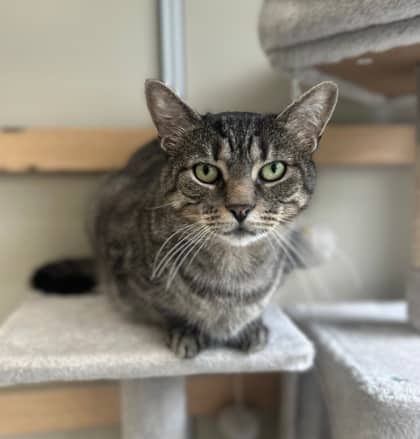 Major - Domestic Shorthair,Mix available for adoption