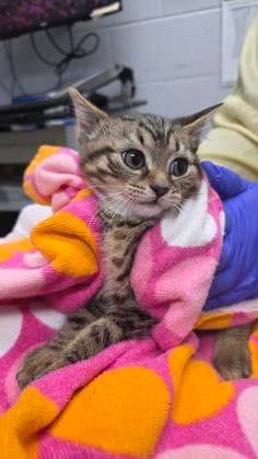 Spain - Domestic Shorthair,Mix cat available for adoption at Toronto Humane Society in Toronto