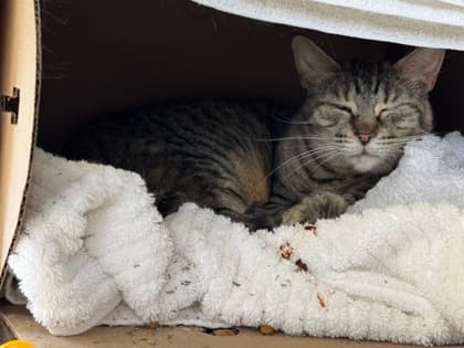 Muskie - Domestic Shorthair,Mix cat available for adoption at Toronto Humane Society in Toronto