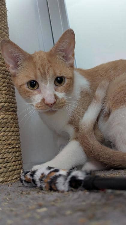 Patches - Domestic Shorthair,Mix available for adoption