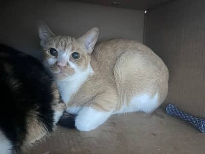 Patches - Domestic Shorthair,Mix cat available for adoption at Toronto Humane Society in Toronto