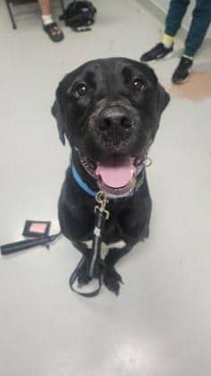 Chance - Retriever, Labrador,Mix available for adoption in Ontario