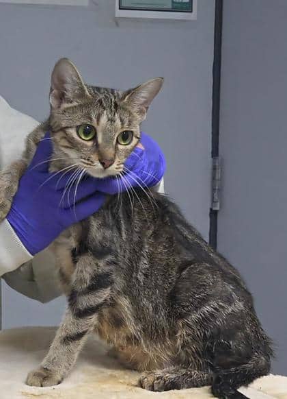 Jeanette - Domestic Shorthair,Mix available for adoption