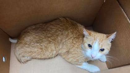 Salem - Domestic Shorthair,Mix cat available for adoption at Toronto Humane Society in Toronto