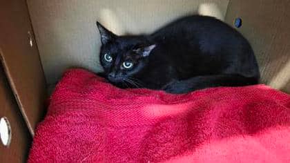 Gaba - Domestic Medium Hair,Mix cat available for adoption at Toronto Humane Society in Toronto