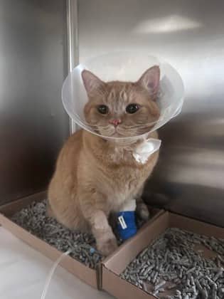 Loki - Domestic Shorthair,Mix cat available for adoption at Toronto Humane Society in Toronto