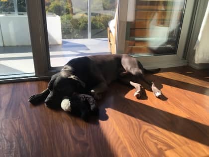 Apollo - Mixed Breed available for adoption in Ontario