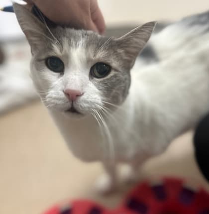 Rocco - Domestic Shorthair,Mix cat available for adoption in Calgary