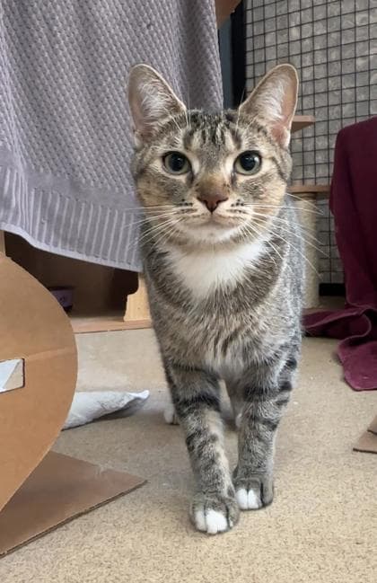 Annie - Domestic Medium Hair,Mix cat available for adoption at Toronto Humane Society in Toronto