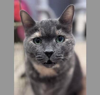 Coco Chanel - Domestic Longhair,Mix cat available for adoption at Toronto Humane Society in Toronto