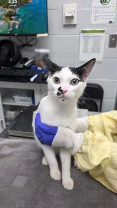 King Business - Domestic Shorthair,Mix cat available for adoption at Toronto Humane Society in Toronto