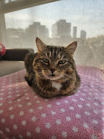 Batman - Domestic Shorthair,Mix cat available for adoption in Calgary
