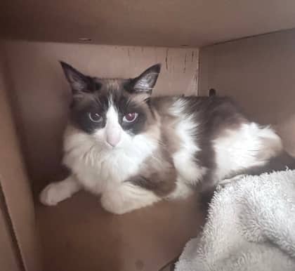 Petri - Domestic Shorthair,Mix available for adoption