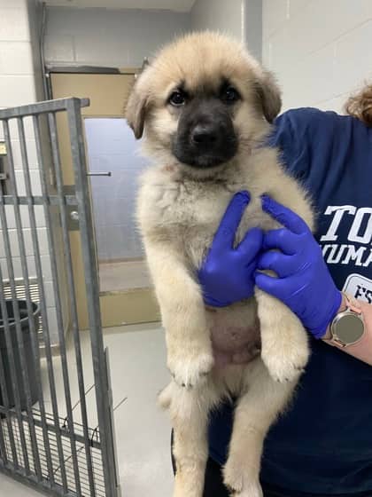 Fish - Mixed Breed available for adoption in Calgary