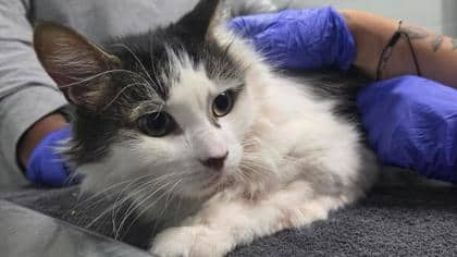 Shiloh - Domestic Longhair,Mix cat available for adoption at Toronto Humane Society in Toronto