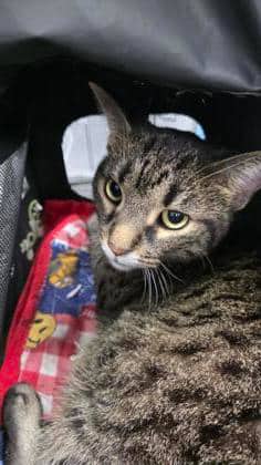 Jirra - Domestic Shorthair,Mix cat available for adoption at Toronto Humane Society in Toronto