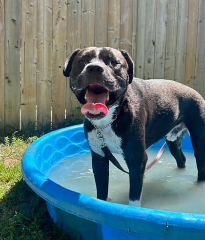 Bellingham - Mixed Breed, Large (over 44 lbs fully grown),Mix available for adoption at Toronto Humane Society in Toronto
