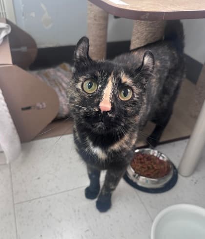 Ori - Domestic Shorthair,Mix cat available for adoption in Calgary