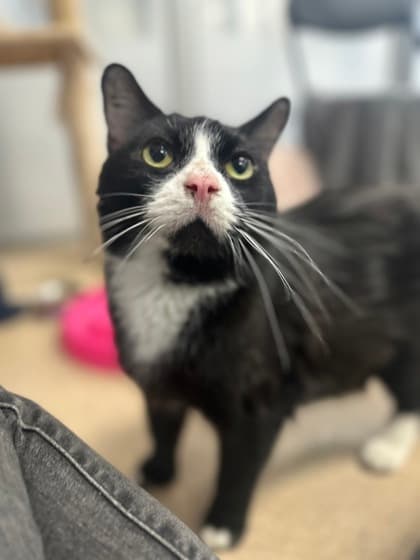 Bugsi - Domestic Shorthair,Mix cat available for adoption in Calgary
