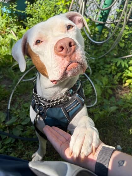 Arnold - Mixed Breed available for adoption in Ontario