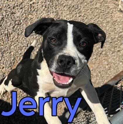 Jerry - Mixed Breed, Medium (up to 44 lbs fully grown),Mix available for adoption in Calgary