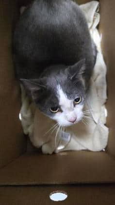 Tania - Domestic Medium Hair,Mix cat available for adoption at Toronto Humane Society in Toronto