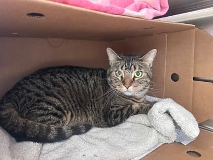 Evie - Domestic Shorthair,Mix cat available for adoption at Toronto Humane Society in Toronto