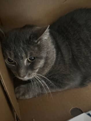 Thomas - Domestic Medium Hair,Mix cat available for adoption at Toronto Humane Society in Toronto