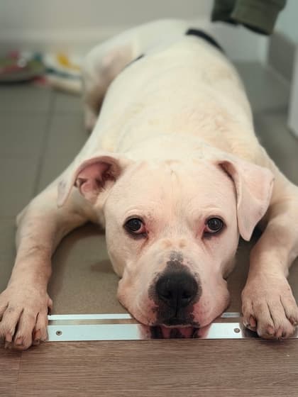 Emjay - Mixed Breed, Large (over 44 lbs fully grown),Mix available for adoption at Toronto Humane Society in Toronto